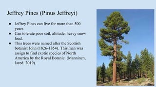 Jeffrey Pines (Pinus Jeffreyi)
● Jeffrey Pines can live for more than 500
years
● Can tolerate poor soil, altitude, heavy snow
load.
● This trees were named after the Scottish
botanist John (1826-1854). This man was
assign to find exotic species of North
America by the Royal Botanic. (Manninen,
Jared. 2019).
 