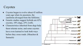 Coyotes
● Coyotes began to evolve about 43 million
years ago when its ancestors, the
caniforms diverged from the feliforms.
● Genetic studies suggest hybrids are 65%
coyotes, 10% dogs, 25% wolfs.
● Characteristics inherited from dogs help
them tolerate noise, and some coyotes
have even learned to look both ways
before they cross roads. (Meachen &
Samuels)
 