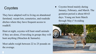 Coyotes
They have adapted well to living on abandoned
farmland, vacant lots, cemeteries, and roadside
ditches where they have frequent access to
roadkill.
Hunt at night, coyotes will hunt small animals
if they are alone, if traveling in groups they will
hunt anything (Meachen & Samuels).
Most adults weigh between 22 to 25 pounds on
the average.
● Coyotes breed mainly during
January, February, and March. The
gestation period is about 60-63
days. Young are born March
through May (“Avoiding
wildlife”).
 