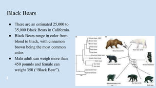 Black Bears
● There are an estimated 25,000 to
35,000 Black Bears in California.
● Black Bears range in color from
blond to black, with cinnamon
brown being the most common
color.
● Male adult can weigh more than
450 pounds and female can
weight 350 (“Black Bear”).
 