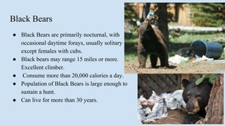 Black Bears
● Black Bears are primarily nocturnal, with
occasional daytime forays, usually solitary
except females with cubs.
● Black bears may range 15 miles or more.
Excellent climber.
● Consume more than 20,000 calories a day.
● Population of Black Bears is large enough to
sustain a hunt.
● Can live for more than 30 years.
 