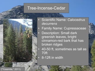 Tree-Incense-Cedar Scientific Name:  Calocedrus decurrens   Family Name: Cupressaceae  Description: Small dark greenish leaves, bright cinnamon-red bark that has broken ridges 40-50 ft, sometimes as tall as 70ft 8-12ft in width (“Yosemite,” 2011) 