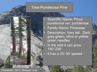 Tree-Ponderosa Pine Scientific Name: Pinus ponderosa var. ponderosa  Family Name: Pinaceae Description: Very tall,  Dark gray-green, olive or yellow green needles  In the wild it can grow 150’-230’ It has a 25’-30’ spread (“Yosemite,” 2011, “Browse,” n.d) 