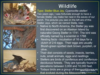 WildlifeType: Steller Blue Jay, Cyanocittastelleri Two years ago, I was fortunate enough to have a female Steller Jay make her nest in the eaves of our porch. The pictures you see on the left are of this Steller Jays, which we named Stella, nest.Native to North America, the Steller jay was first discovered on an Alaskan Island by naturalist Georg Steller in 1741. The bird was officially named by a scientist in 1788 