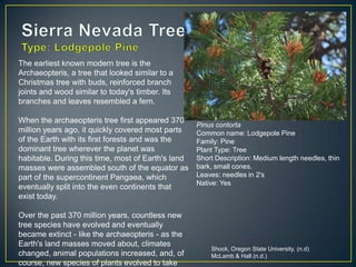 Stellers are birds of coniferous and coniferous-deciduous forests.  They are typically found in elevations between 3,000 and 10,000 feet. 