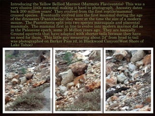 Introducing the Yellow Bellied Marmot (Marmota Flaviventris) This was a
very elusive little mammal making it hard to photograph. Ancestry dates
back 200 million years! They evolved from the first reptile/mammal
crossed species. Eventually evolved into the first mammal during the age
of the dinosaurs (Pantotheria) they were at the time the size of a modern
mouse. The Pantotheria split into two species marsupials and placental
mammals. The mammal first in line to evolve into modern marmot did so
in the Paleocene epoch, some 25 Million years ago. They are basically
Ground squirrels that have adapted with shorter tails because they have
no need for them. This little guy measuring about 24” from head to tail
was photographed on Barker Pass rd, in Blackwood Canyon(West Shore of
Lake Tahoe)
Photo By Mark Herron Photo By Mark Herron Photo By Mark Herron
 