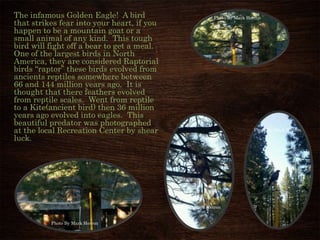 The infamous Golden Eagle! A bird
that strikes fear into your heart, if you
happen to be a mountain goat or a
small animal of any kind. This tough
bird will fight off a bear to get a meal.
One of the largest birds in North
America, they are considered Raptorial
birds “raptor” these birds evolved from
ancients reptiles somewhere between
66 and 144 million years ago. It is
thought that there feathers evolved
from reptile scales. Went from reptile
to a Kite(ancient bird) then 36 million
years ago evolved into eagles. This
beautiful predator was photographed
at the local Recreation Center by shear
luck.
Photo By Mark Herron
Photo By Mark Herron
Photo By Mark Herron
Photo By Mark Herron
 