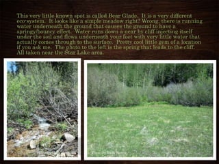 This very little known spot is called Bear Glade. It is a very different
eco-system. It looks like a simple meadow right? Wrong, there is running
water underneath the ground that causes the ground to have a
springy/bouncy effect. Water runs down a near by cliff injecting itself
under the soil and flows underneath your feet with very little water that
actually comes through to the surface. Pretty cool little gem of a location
if you ask me. The photo to the left is the spring that leads to the cliff.
All taken near the Star Lake area.
Photo By Mark Herron Photo By Mark Herron
 