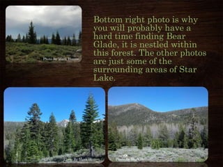 Bottom right photo is why
you will probably have a
hard time finding Bear
Glade, it is nestled within
this forest. The other photos
are just some of the
surrounding areas of Star
Lake.
Photo By Mark Herron
Photo By Mark HerronPhoto By Mark Herron
 