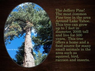 The Jeffery Pine!
The most common
Pine tree in the area
Around Lake Tahoe.
This tree can grow
up to 7 feet in
diameter, 200ft tall
and live for 500
years. This tree
offers a home and a
food source for many
small animals in the
area such as
squirrel, bird,
raccoon and insects.
Photo By Mark Herron
 