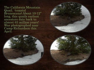 The California Mountain
Quail. (coastal
Brunescens) About 10-12”
long, this quails earliest
ancestors date back to
almost 63 million years!
Was photographed near
Camp Richardson this
April.
Photo By Mark Herron
Photo By Mark Herron
Photo By Mark Herron
 