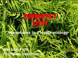 Adventures in Florida ecology



Backen Fern
Pteridium aquilinum
 