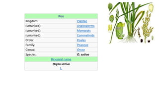 Rice
Kingdom: Plantae
(unranked): Angiosperms
(unranked): Monocots
(unranked): Commelinids
Order: Poales
Family: Poaceae
Genus: Oryza
Species: O. sativa
Binomial name
Oryza sativa
L.
 