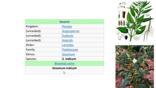 Sesame
Kingdom: Plantae
(unranked): Angiosperms
(unranked): Eudicots
(unranked): Asterids
Order: Lamiales
Family: Pedaliaceae
Genus: Sesamum
Species: S. indicum
Binomial name
Sesamum indicum
L.
 