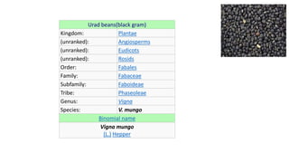 Urad beans(black gram)
Kingdom: Plantae
(unranked): Angiosperms
(unranked): Eudicots
(unranked): Rosids
Order: Fabales
Family: Fabaceae
Subfamily: Faboideae
Tribe: Phaseoleae
Genus: Vigna
Species: V. mungo
Binomial name
Vigna mungo
(L.) Hepper
 