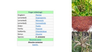 Finger millet(ragi)
Kingdom: Plantae
(unranked): Angiosperms
(unranked): Monocots
(unranked): Commelinids
Order: Poales
Family: Poaceae
Subfamily: Chloridoideae
Genus: Eleusine
Species: E. coracana
Binomial name
Eleusine coracana
Gaertn.
 