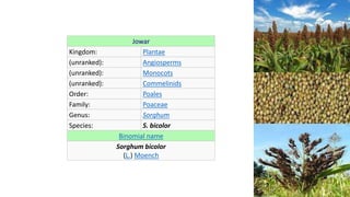 Jowar
Kingdom: Plantae
(unranked): Angiosperms
(unranked): Monocots
(unranked): Commelinids
Order: Poales
Family: Poaceae
Genus: Sorghum
Species: S. bicolor
Binomial name
Sorghum bicolor
(L.) Moench
 