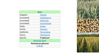 Bajra
Kingdom: Plantae
(unranked): Angiosperms
(unranked): Monocots
(unranked): Commelinids
Order: Poales
Family: Poaceae
Subfamily: Panicoideae
Genus: Pennisetum
Species: P. glaucum
Binomial name
Pennisetum glaucum
(L.)R.Br.
 