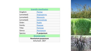 Scientific classification
Kingdom: Plantae
(unranked): Angiosperms
(unranked): Monocots
(unranked): Commelinids
Order: Poales
Family: Poaceae
Tribe: Paniceae
Genus: Pennisetum
Species: P. purpureum
Binomial name
Pennisetum purpureum
Schumach. 1827
 