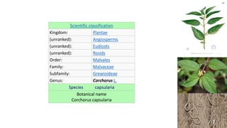 Scientific classification
Kingdom: Plantae
(unranked): Angiosperms
(unranked): Eudicots
(unranked): Rosids
Order: Malvales
Family: Malvaceae
Subfamily: Grewioideae
Genus: Corchorus L.
Species capsularia
Botanical name
Corchorus capsularia
 