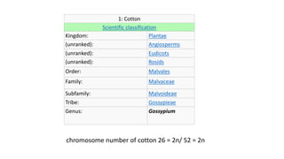 1: Cotton
Scientific classification
Kingdom: Plantae
(unranked): Angiosperms
(unranked): Eudicots
(unranked): Rosids
Order: Malvales
Family: Malvaceae
Subfamily: Malvoideae
Tribe: Gossypieae
Genus: Gossypium
chromosome number of cotton 26 = 2n/ 52 = 2n
 