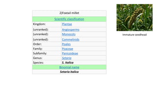 2)Foxtail millet
Scientific classification
Kingdom: Plantae
(unranked): Angiosperms
(unranked): Monocots
(unranked): Commelinids
Order: Poales
Family: Poaceae
Subfamily: Panicoideae
Genus: Setaria
Species: S. italica
Binomial name
Setaria italica
Immature seedhead
 