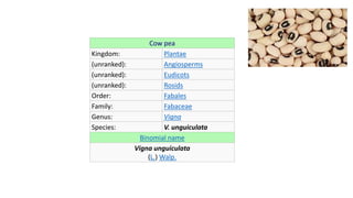 Cow pea
Kingdom: Plantae
(unranked): Angiosperms
(unranked): Eudicots
(unranked): Rosids
Order: Fabales
Family: Fabaceae
Genus: Vigna
Species: V. unguiculata
Binomial name
Vigna unguiculata
(L.) Walp.
 