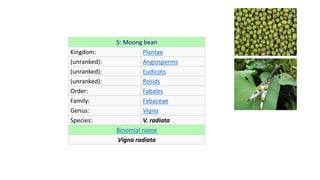 5: Moong bean
Kingdom: Plantae
(unranked): Angiosperms
(unranked): Eudicots
(unranked): Rosids
Order: Fabales
Family: Fabaceae
Genus: Vigna
Species: V. radiata
Binomial name
Vigna radiata
 