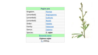 Pegion pea
Kingdom: Plantae
(unranked): Angiosperms
(unranked): Eudicots
(unranked): Rosids
Order: Fabales
Family: Fabaceae
Genus: Cajanus
Species: C. cajan
Binomial name
Cajanus cajan
(L.) Millsp.
 