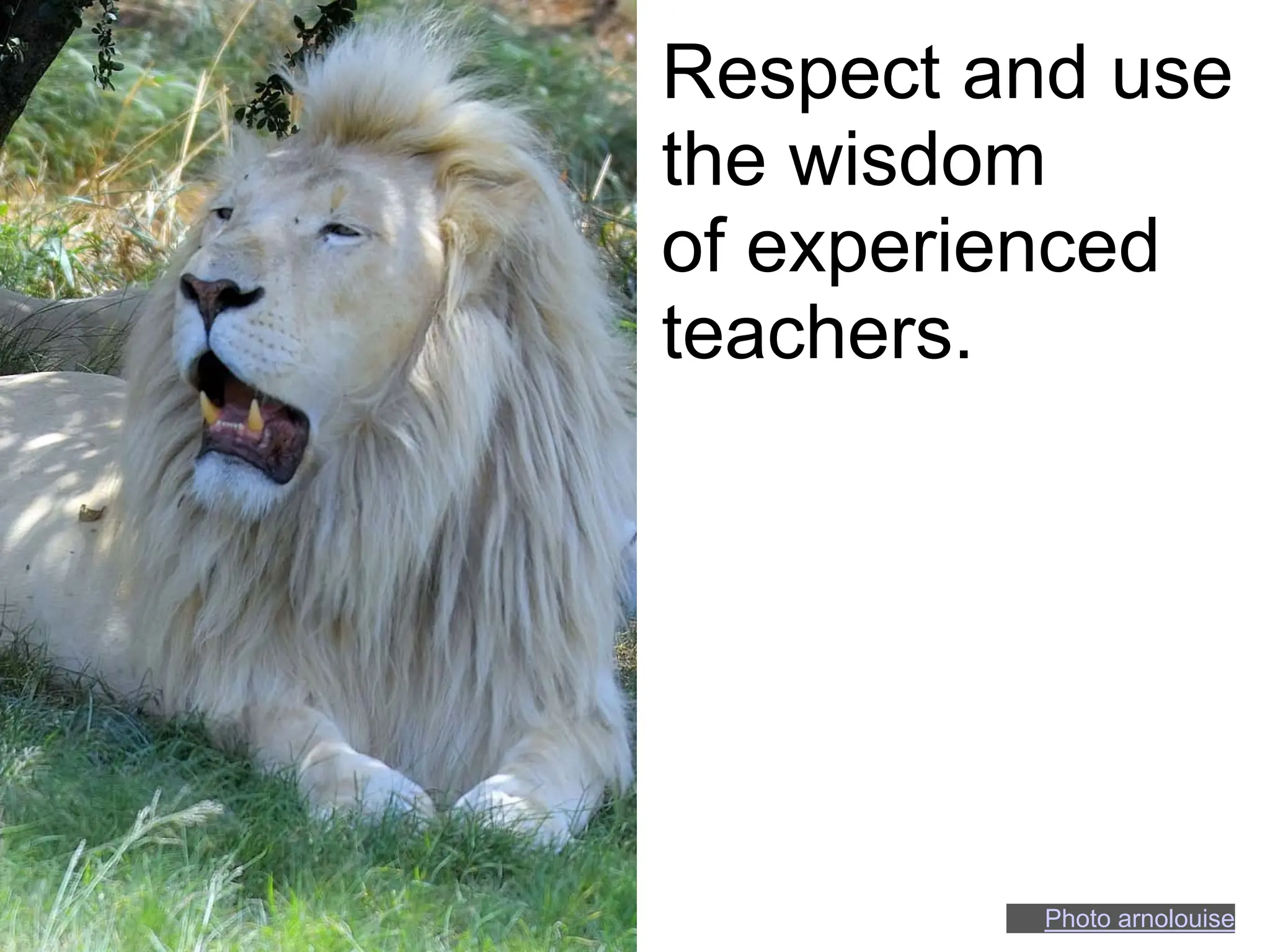 Respect and use
the wisdom
of experienced
teachers.




          Photo arnolouise
 