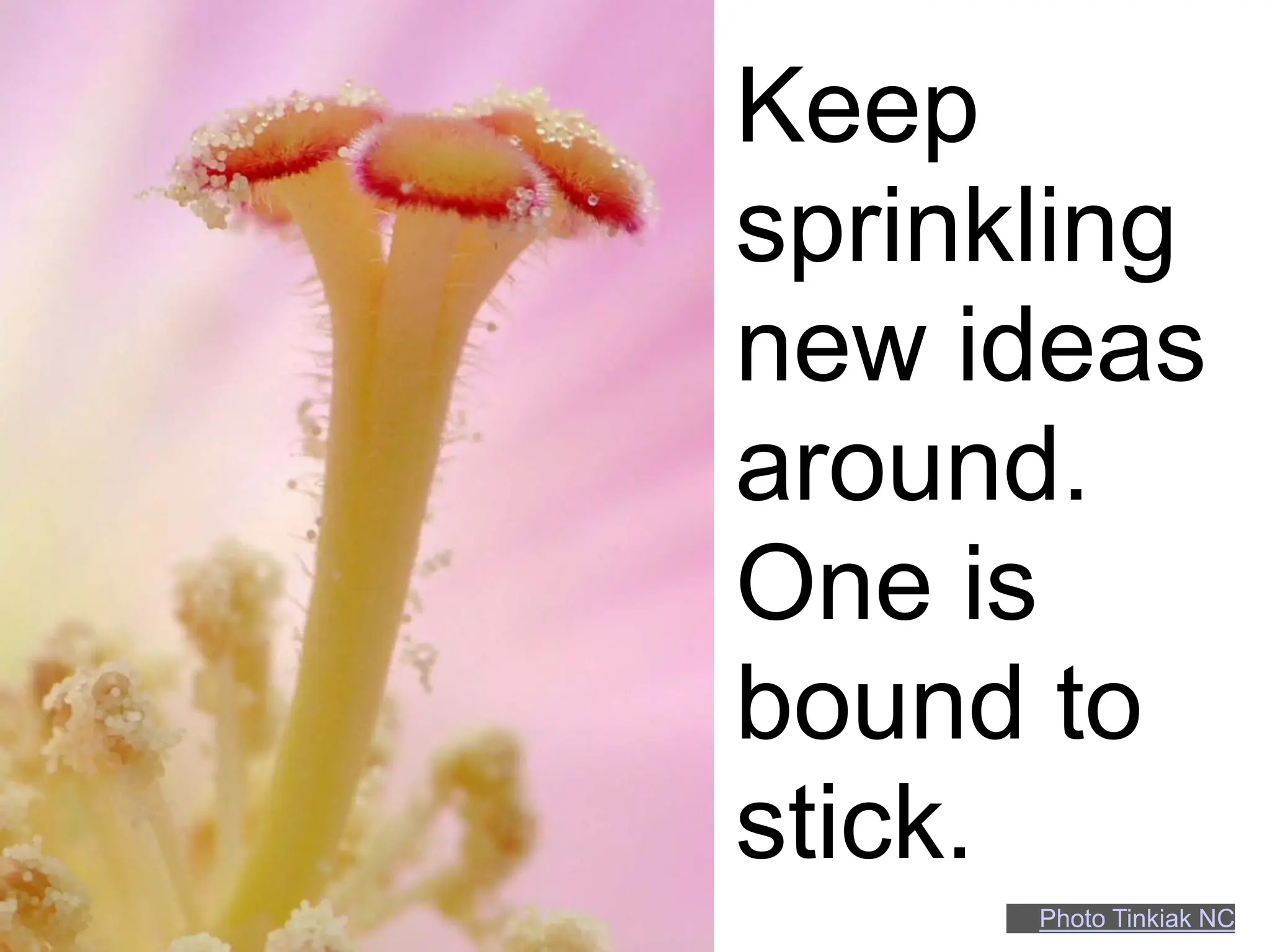 Keep
sprinkling
new ideas
around.
One is
bound to
stick.
      Photo Tinkiak NC
 
