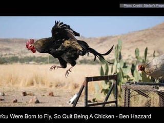 Photo Credit: Stefan's Page




You Were Born to Fly, So Quit Being A Chicken - Ben Hazzard
 