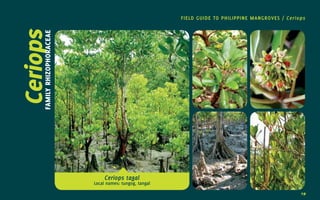 19
CeriopsFAMILY
RHIZOPHORACEAE
FIELD GUIDE TO PHILIPPINE MANGROVES / Ceriops
Ceriops tagal
Local names: tungog, tangal
19
 