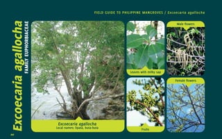 20
Excoecaria
agallochaFAMILY
EUPHORBIACEAE
FIELD GUIDE TO PHILIPPINE MANGROVES / Excoecaria agallocha
Excoecaria agalloch...