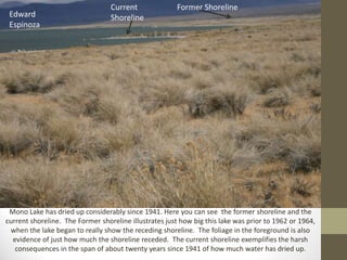 Current              Former Shoreline
 Edward                           Shoreline
 Espinoza




 Mono Lake has dried up considerably since 1941. Here you can see the former shoreline and the
current shoreline. The Former shoreline illustrates just how big this lake was prior to 1962 or 1964,
 when the lake began to really show the receding shoreline. The foliage in the foreground is also
  evidence of just how much the shoreline receded. The current shoreline exemplifies the harsh
   consequences in the span of about twenty years since 1941 of how much water has dried up.
 