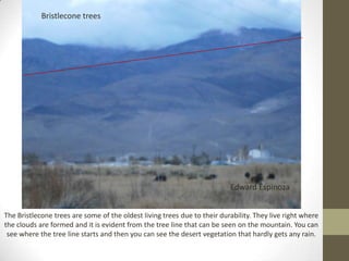 Bristlecone trees




                                                                          Edward Espinoza


The Bristlecone trees are some of the oldest living trees due to their durability. They live right where
the clouds are formed and it is evident from the tree line that can be seen on the mountain. You can
 see where the tree line starts and then you can see the desert vegetation that hardly gets any rain.
 