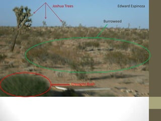 Joshua Trees                    Edward Espinoza


                          Burroweed




          Creosote Bush
 