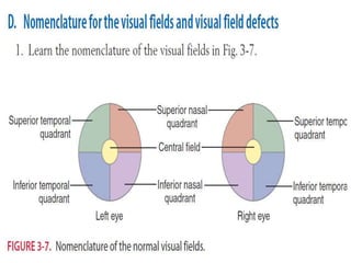 Field of vision | PPTX