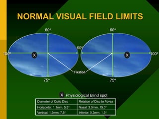 NORMAL VISUAL FIELD LIMITS
60
60 60
100 100
75 75
Fixation
X X
= Physiological Blind spot
Diameter of Optic Disc Relation of Disc to Fovea
Horizontal: 1.1mm, 5.5 Nasal: 3.0mm, 15.0
Vertical: 1.5mm, 7.5 Inferior: 0.3mm, 1.5
X
 