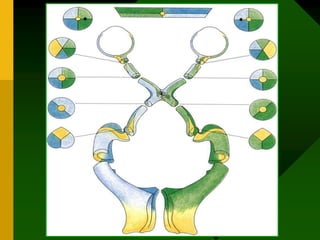 Knee of Wilbrand`s
Meyer`s loop
 