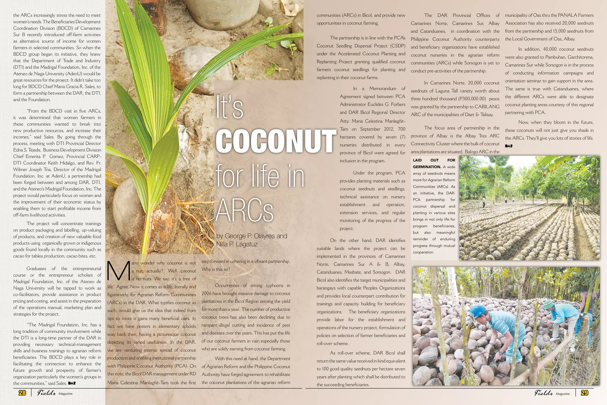the ARCs increasingly stress the need to meet
women’sneeds.TheBeneficiariesDevelopment
Coordination Division (BDCD) of Camarines
Sur B recently introduced off-farm activities
as alternative source of income for women
farmers in selected communities. So when the
BDCD group began its initiative, they knew
that the Department of Trade and Industry
(DTI) and the Madrigal Foundation, Inc. of the
Ateneo de Naga University (AdenU) would be
great resources for the project. It didn’t take too
long for BDCD Chief Maria Gracia R. Sales, to
form a partnership between the DAR, the DTI,
and the Foundation.
“From the BDCD visit in five ARCs,
it was determined that women farmers in
these communities wanted to break into
new productive resources, and increase their
incomes,” said Sales. By going through the
process, meeting with DTI Provincial Director
Edna S.Tejada, Business Development Division
Chief Emerita P. Gomez, Provincial CARP-
DTI Coordinator Keith Hidalgo, and Rev. Fr.
Wilmer Joseph Tria, Director of the Madrigal
Foundation, Inc. at AdenU, a pertnership had
been forged between and among DAR, DTI,
and the Ateneo’s Madrigal Foundation, Inc.The
project would particularly focus on women and
the improvement of their economic status by
enabling them to start profitable income from
off-farm livelihood activities.
The project will concentrate trainings
on product packaging and labelling, up-valuing
of products, and creation of new valuable food
products using organically grown or indigenous
goods found locally in the community such as
cacao for tablea production, cacao bites, etc.
Graduates of the entrepreneurial
course or the entrepreneur scholars of
Madrigal Foundation, Inc. of the Ateneo de
Naga University will be tapped to work as
co-facilitators, provide assistance in product
pricing and costing, and assist in the preparation
of the operations manual, marketing plan and
strategies for the project.
“The Madrigal Foundation, Inc. has a
long tradition of community involvement while
the DTI is a long-time partner of the DAR in
providing necessary technical-management
skills and business trainings to agrarian reform
beneficiaries. The BDCD plays a key role in
facilitating the connection to enhance the
future growth and prosperity of farmer’s
organization particularly the women’s groups in
the communities,” said Sales.
M
any wonder why coconut is not
a nut, actually? Well, coconut
is no nuts. We say, it’s a tree of
life. Agree. Now it comes as a life, literally and
figuratively, for Agrarian Reform Communities
(ARCs) in the DAR. What typifies coconut as
such, would give us the idea that indeed from
tips to roots it gains many beneficial uses. In
fact we have posters in elementary schools
way back then, having a picturesque coconut
depicting its varied usefulness. In the DAR,
we are venturing intense spread of coconut
production and enabling institutional partnership
with Philippine Coconut Authority (PCA). On
this note, the Bicol DAR management under RD
Maria Celestina Manlagñit-Tam took the first
step forward in ushering in a vibrant partnership.
Why is this so?
Occurrences of strong typhoons in
2006 have brought massive damage to coconut
plantations in the Bicol Region zeroing the yield
for more than a year. The number of productive
coconut trees has also been declining due to
rampant illegal cutting and incidence of pest
and diseases over the years. This has put the life
of our coconut farmers in vain especially those
who are solely earning from coconut farming.
With this need at hand, the Department
of Agrarian Reform and the Philippine Coconut
Authority have forged agreement to rehabilitate
the coconut plantations of the agrarian reform
communities (ARCs) in Bicol, and provide new
opportunities in coconut farming.
The partnership is in line with the PCA’s
Coconut Seedling Dispersal Project (CSDP)
under the Accelerated Coconut Planting and
Replanting Project granting qualified coconut
farmers coconut seedlings for planting and
replanting in their coconut farms.
In a Memorandum of
Agreement signed between PCA
Administrator Euclides G. Forbers
and DAR Bicol Regional Director
Atty. Maria Celestina Manlagñit-
Tam on September 2012, 700
hectares covered by seven (7)
nurseries distributed in every
province of Bicol were agreed for
inclusion in the program.
Under the program, PCA
provides planting materials such as
coconut seednuts and seedlings,
technical assistance on nursery
establishment and operation,
extension services, and regular
monitoring of the progress of the
project.
On the other hand, DAR identifies
suitable lands where the project can be
implemented in the provinces of Camarines
Norte, Camarines Sur A & B, Albay,
Catanduanes, Masbate, and Sorsogon. DAR
Bicol also identifies the target municipalities and
barangays with capable Peoples Organizations
and provides local counterpart contribution for
trainings and capacity building for beneficiary
organizations. The beneficiary organizations
provide labor for the establishment and
operations of the nursery project, formulation of
policies on selection of farmer beneficiaries and
roll-over scheme.
As roll-over scheme, DAR Bicol shall
return the same value received in kind equivalent
to 100 good quality seednuts per hectare seven
years after planting which shall be distributed to
the succeeding beneficiaries.
The DAR Provincial Offices of
Camarines Norte, Camarines Sur, Albay
and Catanduanes, in coordination with the
Philippine Coconut Authority counterparts
and beneficiary organizations have established
coconut nurseries in the agrarian reform
communities (ARCs) while Sorsogon is yet to
conduct pre-activities of the partnership.
In Camarines Norte, 20,000 coconut
seednuts of Laguna Tall variety worth about
three hundred thousand (P300,000.00) pesos
was granted by the partnership to CABILANG
ARC of the municipalities of Daet & Talisay.
The focus area of partnership in the
province of Albay is the Albay Tres ARC
Connectivity Cluster where the bulk of coconut
area plantations are situated. Balogo ARC in the
municipality of Oas thru the PANALA Farmers
Association has also received 20,000 seednuts
from the partnership and 15,000 seednuts from
the Local Government of Oas, Albay.
In addition, 40,000 coconut seednuts
were also granted to Pambuhan, Garchitorena,
Camarines Sur while Sorsogon is in the process
of conducting information campaigns and
orientation seminar to gain support in the area.
The same is true with Catanduanes, where
the different ARCs were able to designate
coconut planting areas courtesy of this regional
partnering with PCA.
Now, when they bloom in the future,
these coconuts will not just give you shade in
the ARCs. They’ll give you lots of stories of life.
It’s
COCONUT
for life in
ARCs
LAID OUT FOR
GERMINATION. A wide
array of seednuts means
more for Agrarian Reform
Communities (ARCs). As
an initiative, the DAR-
PCA partnership for
coconut dispersal and
planting in various sites
brings in not only life for
program beneficiaries,
but also meaningful
reminder of enduring
progress through mutual
cooperation
by George P. Olayres and
Nilla P. Lagatuz
28 Fields FieldsMagazine Magazine 29
 