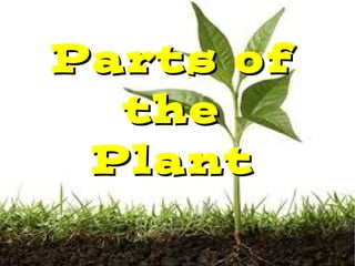 Parts ofParts of
thethe
PlantPlant
 