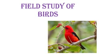 FIELD STUDY OF
BIRDS
 