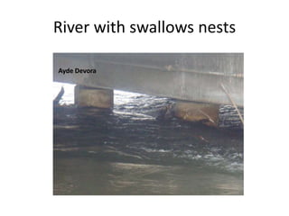 River with swallows nestsAyde Devora