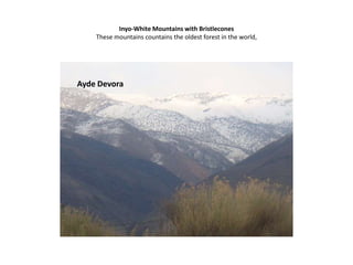 Inyo-White Mountains with BristleconesThese mountains countains the oldest forest in the world, Ayde Devora