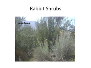 Rabbit Shrubs Ayde Devora