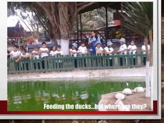 Feeding the ducks…but where are they?
 