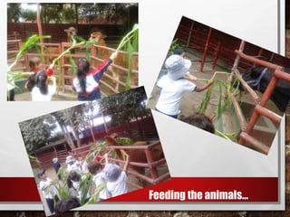 Feeding the animals…
 