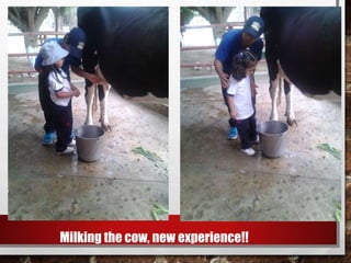 Milking the cow, new experience!!
 