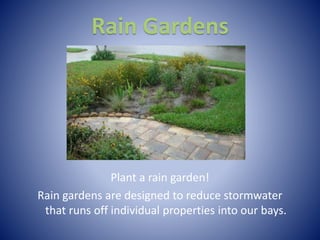 Rain Gardens
Plant a rain garden!
Rain gardens are designed to reduce stormwater
that runs off individual properties into our bays.
 